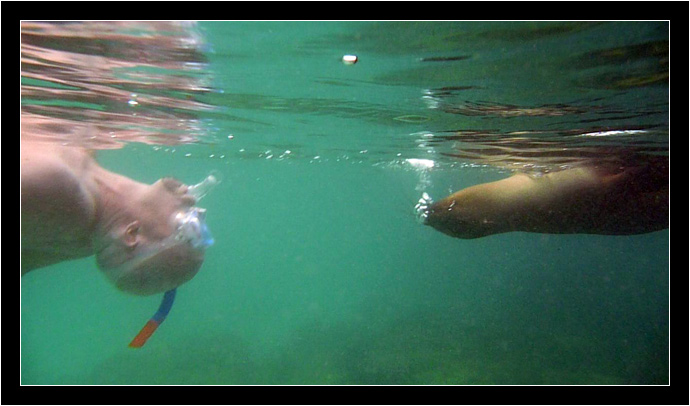 Video framegrab of Arlo swimming with a sea lion