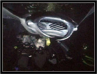 A manta ray skims over two divers.