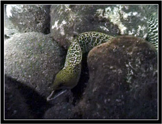 An eel slips by on the bottom.