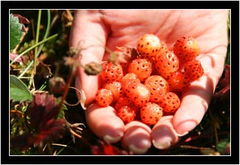 A hand full of wild strawberries