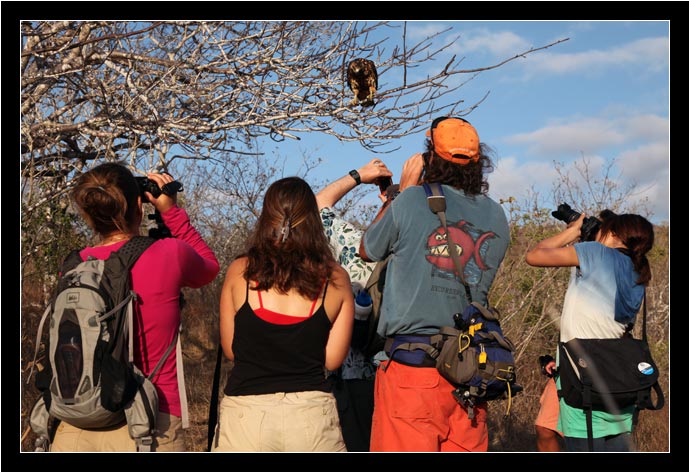 Galapagos Hawk and its photographers