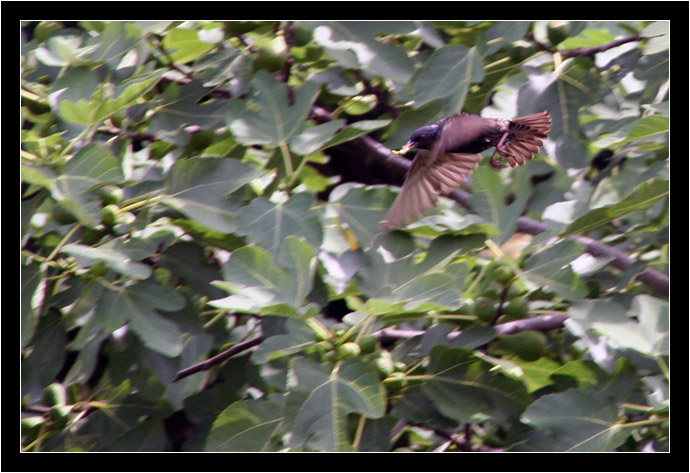 This bird is stealing from the fig tree!