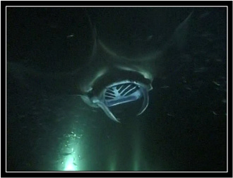 Mantas come out of the darkness.