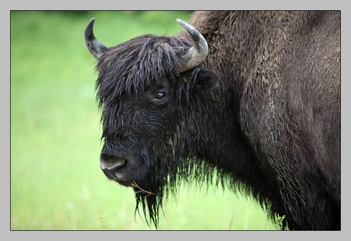 Bison in British Columbia