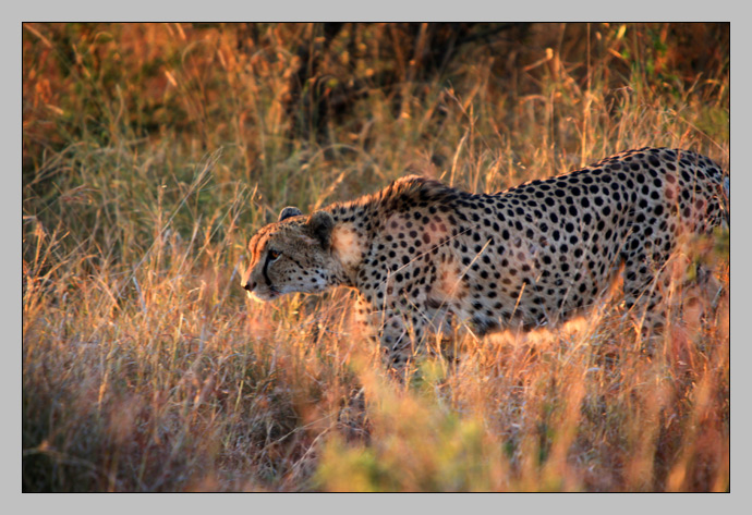 A Cheetah in Kruger National Park, South Africa
