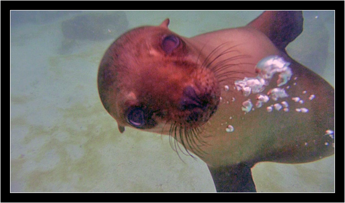 Video framegrab of sea Lion under water