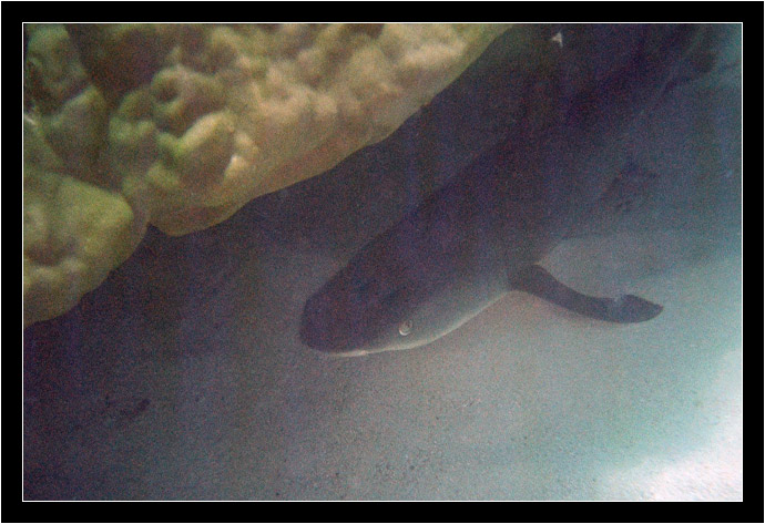Sleeping White Tip Reef Shark